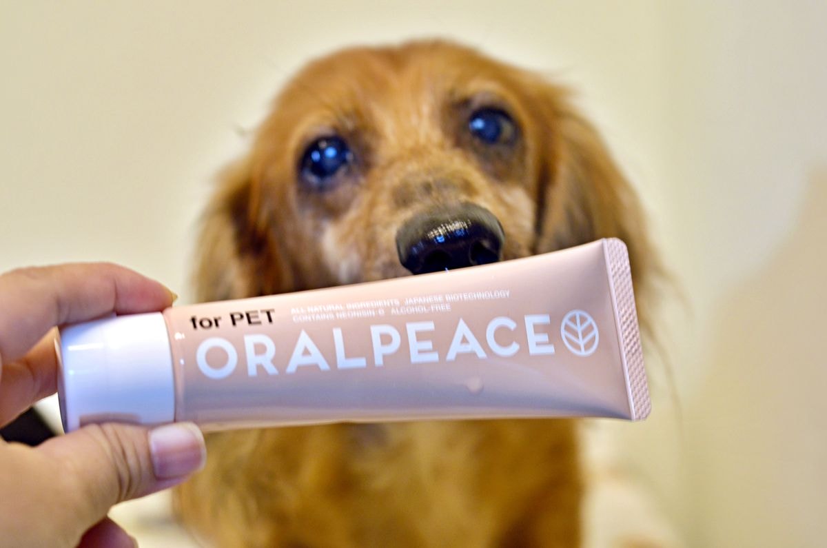 【寵物開箱。無痛刷牙的秘訣】ORALPEACE口樂平寵物牙膏 x MIGAKENDE敏齒樂寵物天然軟毛牙刷 - 第2張圖