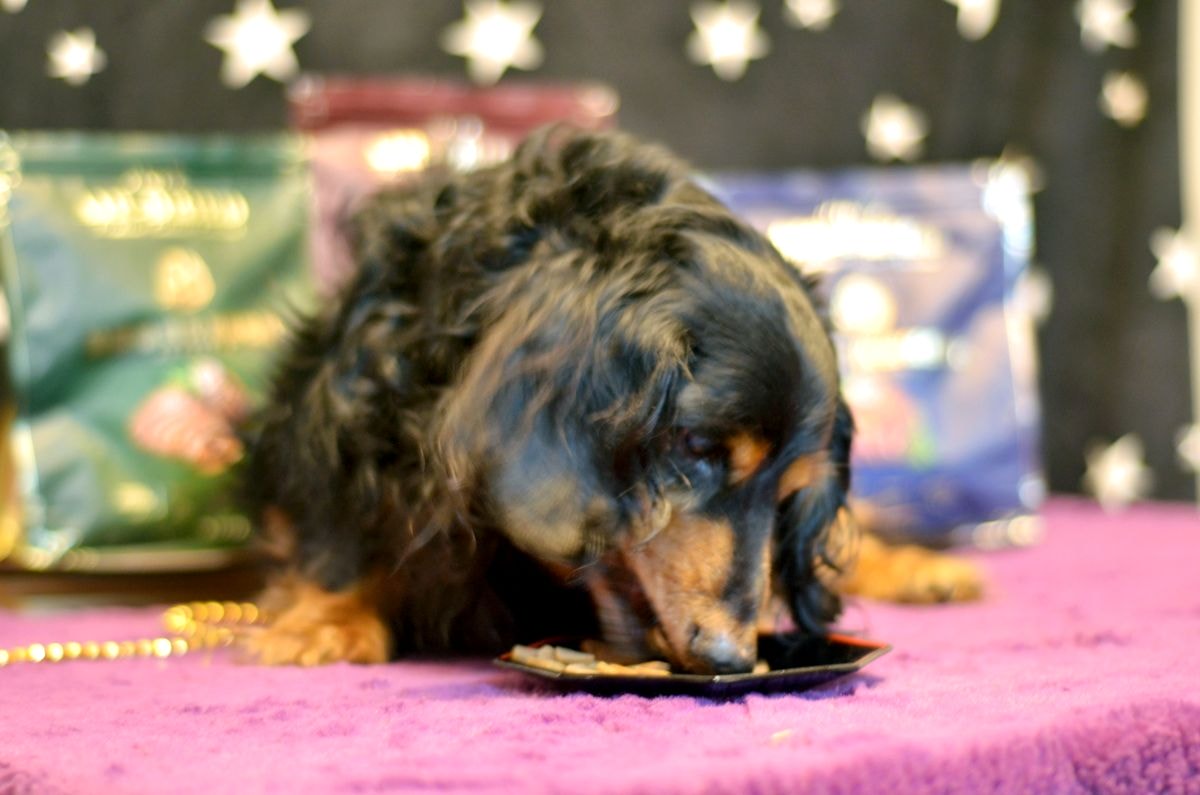 寵物開箱。Herz赫緻美饌 || 專為挑嘴犬設計的低溫風乾糧。三種口味樣樣美味,原肉塊狗乾糧開箱-嫩雞佐頂級鴨肝/嫩羊佐頂級鴨肝/嫩牛佐頂級鴨肝 - 第5張圖