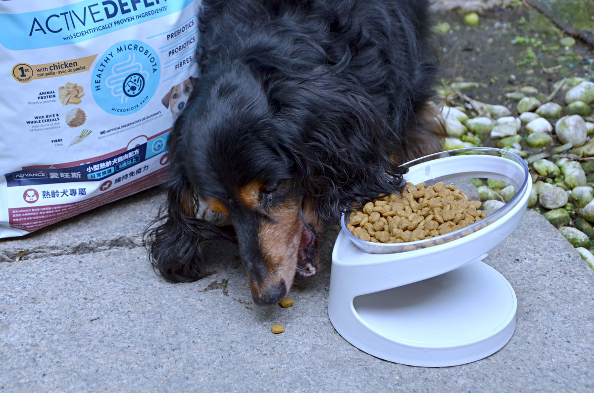 Advance 愛旺斯 臘腸狗也愛的天然肉香與清爽配方,來自西班牙的優質犬糧分享 - 第5張圖