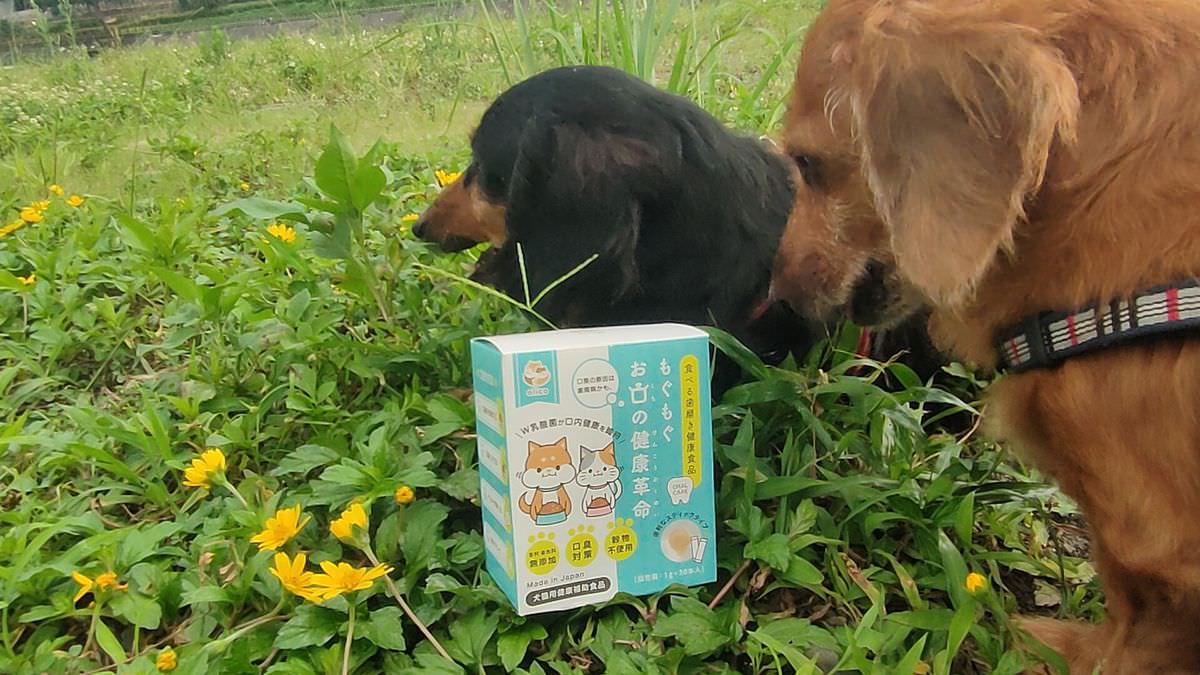 寵物開箱。嚼嚼口腔の健康革命 || 拌一拌嚼一嚼,毛孩口腔沒煩惱 - 第5張圖
