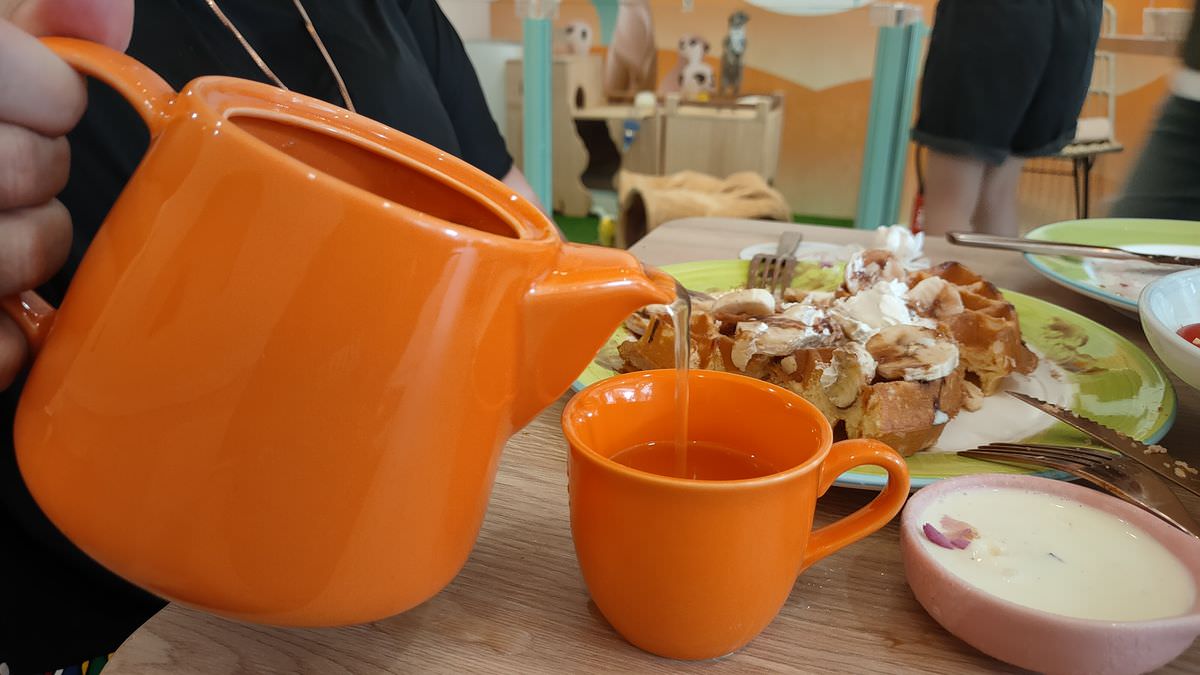 台北松山區。Meerkat75 Café – 75度獴主題餐廳 || 與超萌狐獴近距離互動下午茶 - 第34張圖