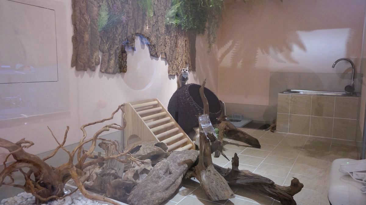 台北松山區。Meerkat75 Café – 75度獴主題餐廳 || 與超萌狐獴近距離互動下午茶 - 第6張圖