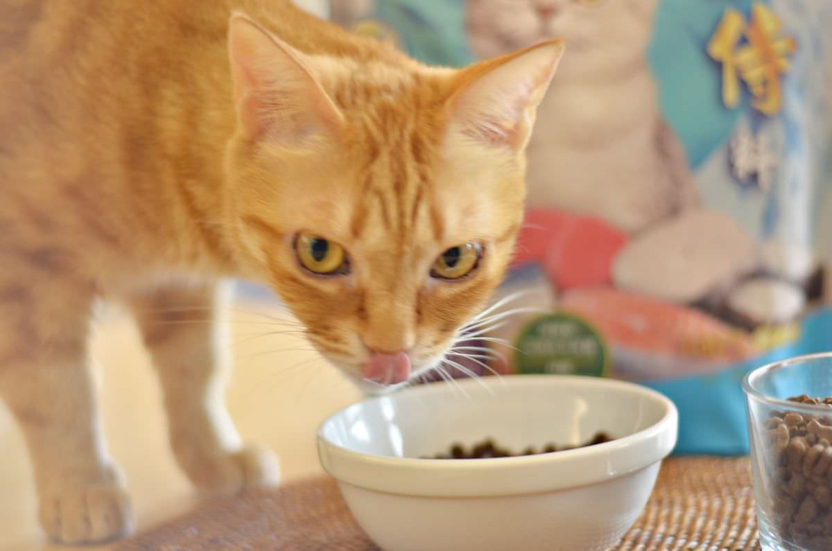 寵物開箱。貓侍Catpool-天然無穀貓糧 || 來自大海的尚青鮮味,新鮮六種魚肉+褐藻醣膠,藍貓侍為心愛的貓主子們維持自然抵抗力 - 第8張圖