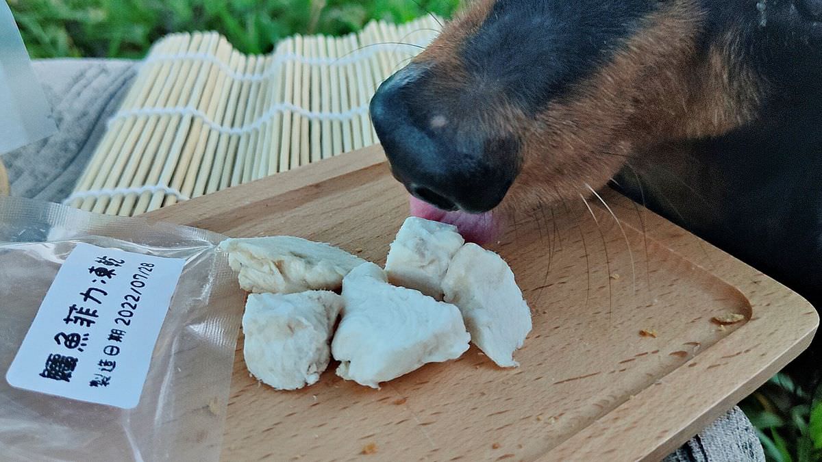 寵物開箱。外星變形貓寵物零食專賣 || 毛小孩們最獵奇的零食開箱趣 - 第8張圖