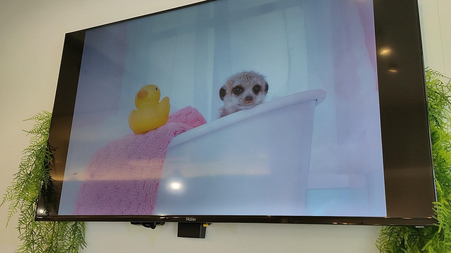 台北松山區。Meerkat75 Café – 75度獴主題餐廳 || 與超萌狐獴近距離互動下午茶 - 第5張圖