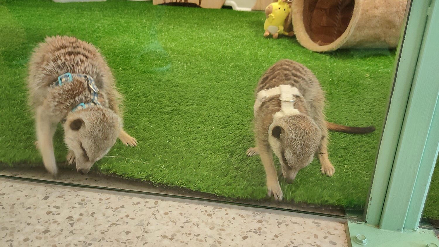 台北松山區。Meerkat75 Café – 75度獴主題餐廳 || 與超萌狐獴近距離互動下午茶 - 第18張圖