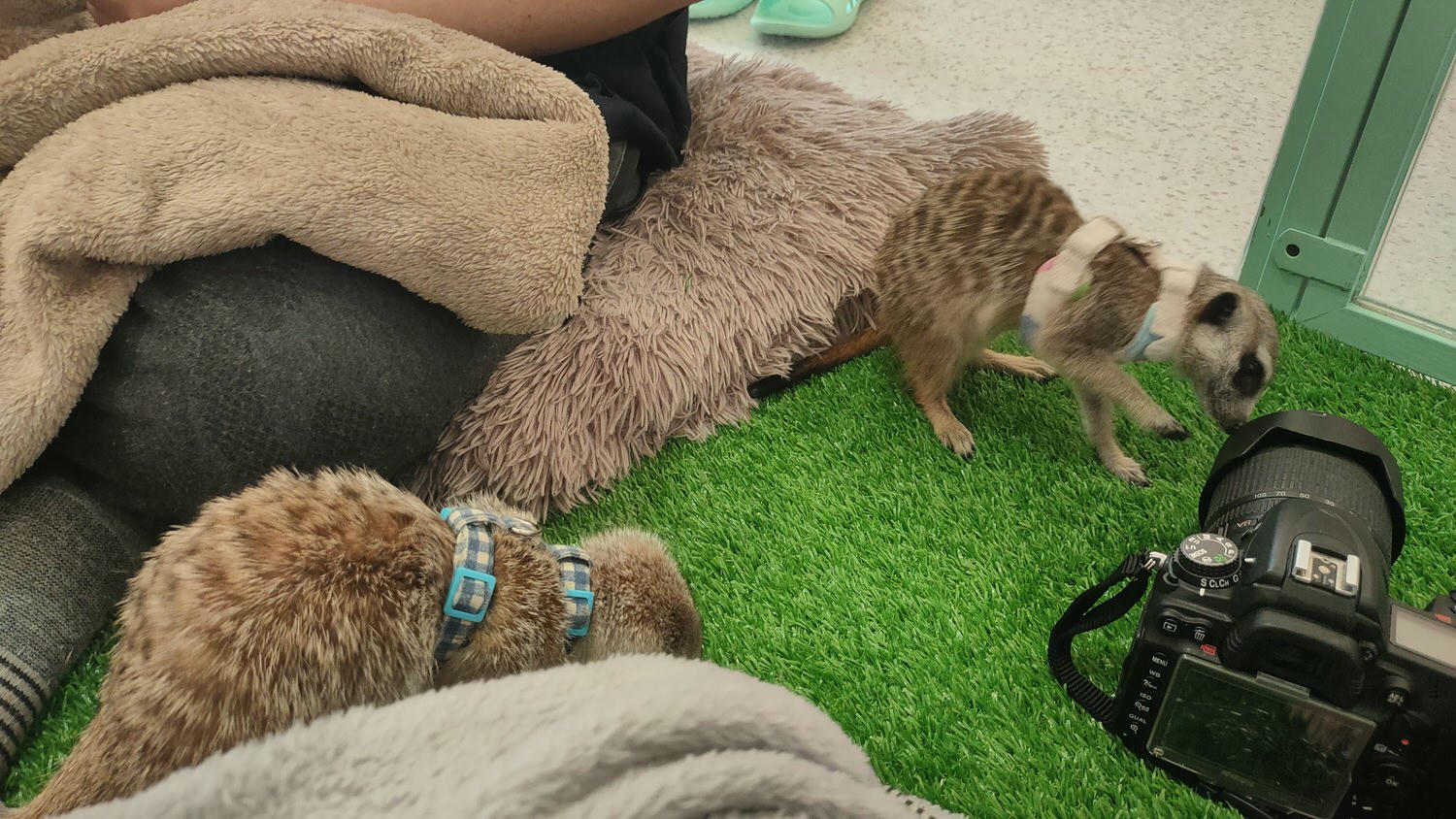 台北松山區。Meerkat75 Café – 75度獴主題餐廳 || 與超萌狐獴近距離互動下午茶 - 第14張圖