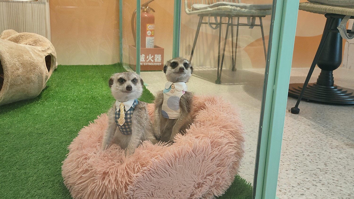 台北松山區。Meerkat75 Café – 75度獴主題餐廳 || 與超萌狐獴近距離互動下午茶 - 第17張圖