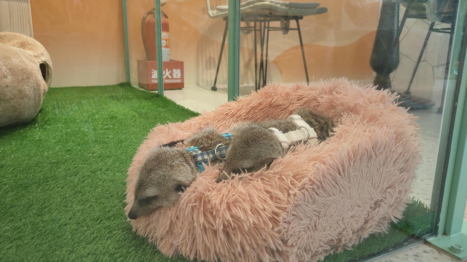 台北松山區。Meerkat75 Café – 75度獴主題餐廳 || 與超萌狐獴近距離互動下午茶 - 第19張圖