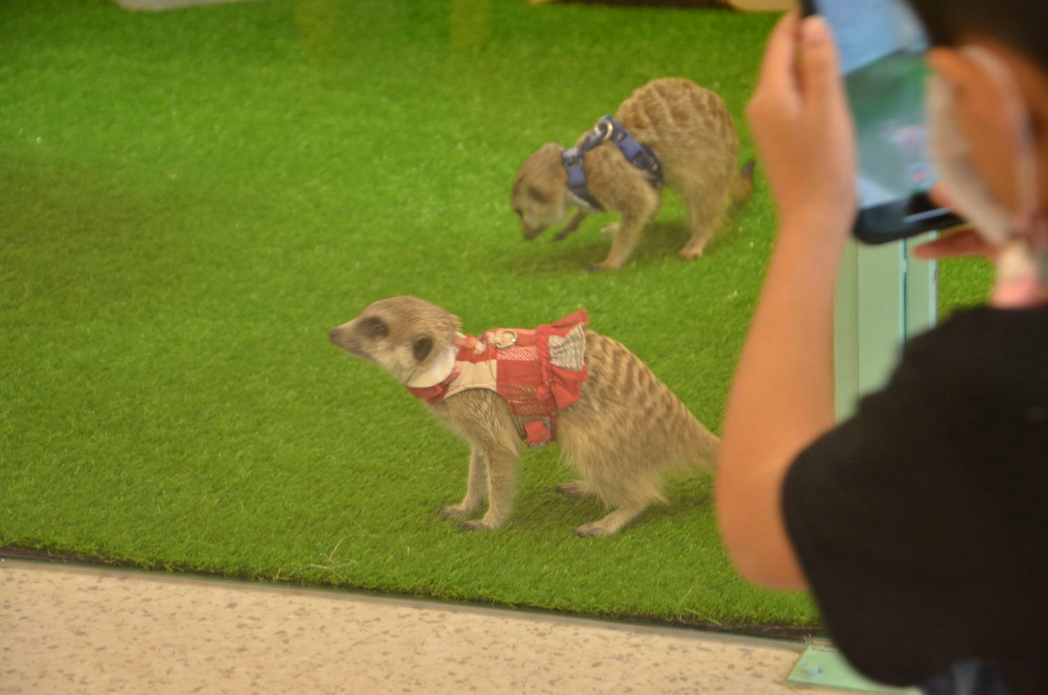 台北松山區。Meerkat75 Café – 75度獴主題餐廳 || 與超萌狐獴近距離互動下午茶 - 第16張圖