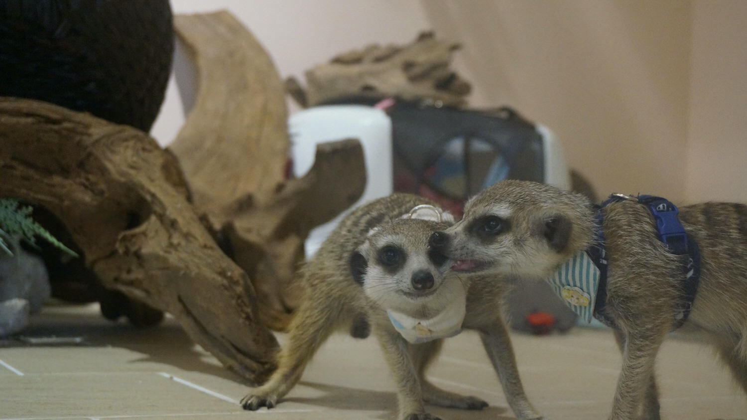 台北松山區。Meerkat75 Café – 75度獴主題餐廳 || 與超萌狐獴近距離互動下午茶 - 第11張圖