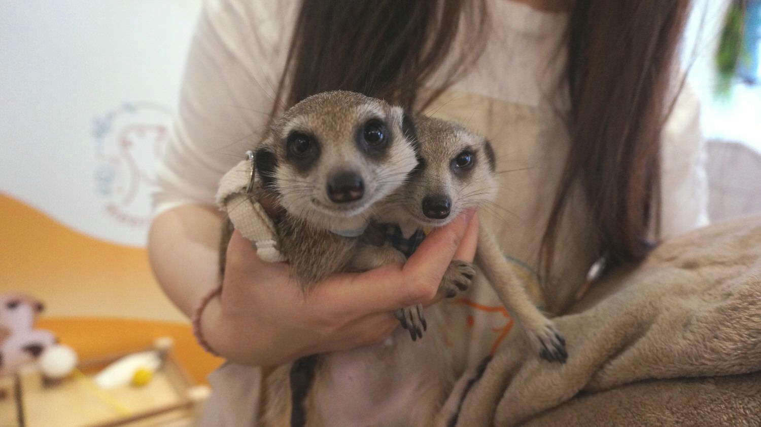 台北松山區。Meerkat75 Café – 75度獴主題餐廳 || 與超萌狐獴近距離互動下午茶 - 第9張圖