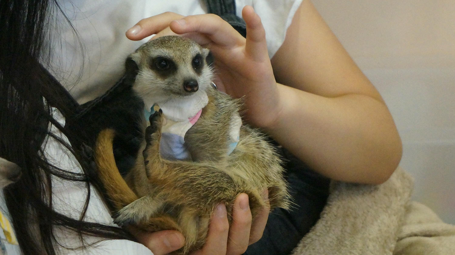 台北松山區。Meerkat75 Café – 75度獴主題餐廳 || 與超萌狐獴近距離互動下午茶 - 第10張圖