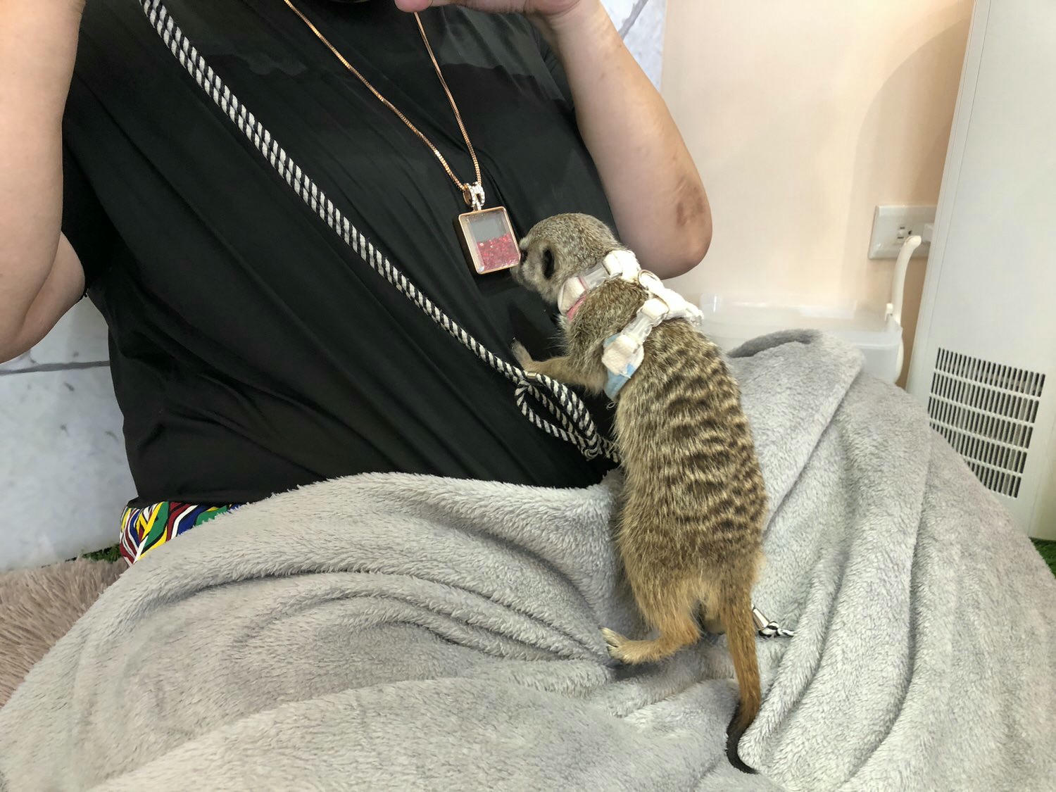 台北松山區。Meerkat75 Café – 75度獴主題餐廳 || 與超萌狐獴近距離互動下午茶 - 第12張圖